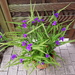 Staude Dreimasterblume lila winterhart 15 Euro - Bild 5