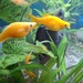 Aquarium Fische,  gelbe Mollys - Bild 2