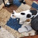 Katze zugelaufen, schwarz/weiß - Bild 1