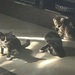 Kitten suchen neuen Dosenöffner  - Bild 6