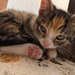 Zwei Kitten  - Bild 3