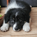 Australian Shepherd Welpe sucht ein Zuhause - Bild 1
