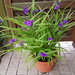 Staude Dreimasterblume lila winterhart 15 Euro - Bild 6