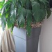 SPATHIPHYLLUM (Topfblume) - Bild 1