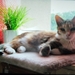 Katze Luna vermisst  - Bild 2