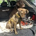 Paco sucht sein für immer Zuhause  - Bild 1