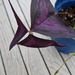 Oxalis Triangularis, roter Glücksklee - Bild 3