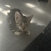 Kitten suchen neuen Dosenöffner  - Bild 2