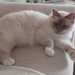Birma Kater  - Bild 1