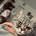 BKH Katze 