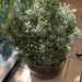 Kugelkiefer (Pinus mugo) Mops ca. 75 cm mit Topf  - Bild 1