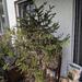 Tannenbaum im Topf zu verschenken - Bild 1