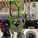 Falsche Meerzwiebel, Albucas Bracteata - Bild 1