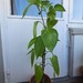 Paprika-Busch - Bild 1