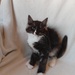 Norwegische Waldkatzen kitten - Bild 2