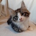 Norwegische Waldkatzen kitten - Bild 3