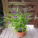 Staude Dreimasterblume lila winterhart 15 Euro - Bild 4