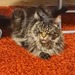 Kater vermisst! - Bild 3