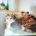 Katze Luna vermisst  - Bild 1