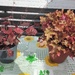 HEUCHERA im Topf - Bild 1