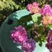 HORTENSIE rosa - Bild 3
