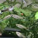 Guppy Japan Blue Ivory Mosaik Pärchen - Bild 5