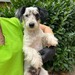 Sayah sucht eine Familie  - Bild 3