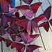 Roter Glücksklee, Oxalis triangularis - Bild 2
