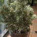 Kugelkiefer (Pinus mugo) Mops ca. 75 cm mit Topf  - Bild 2