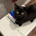 EKH Katze Louna braucht ein neues Zuhause - Bild 3
