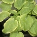 Hosta/Funkien - Bild 1