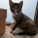 Zwei Kitten  - Bild 2