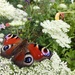Kleingarten sucht Ökologieinteressierte in HB OHZ - Bild 1