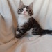 Norwegische Waldkatzen kitten - Bild 6