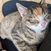 Zwei Kitten  - Bild 1
