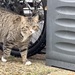 Kater entlaufen - Bild 3
