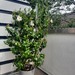 Dipladenia (Sundavil) weiss,  ca. 1,70m hoch  - Bild 3