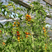 Biogärtner:in lernen mit Abschluss - Bild 4