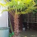 PALME winterhart 2,50 m hoch zu verkaufen.  - Bild 2