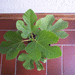 Kleine Wildfeige - Bild 2