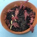 Sämlinge Bonsai roter Fächerahorn winterhart  - Bild 1