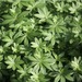 Waldmeister Bärlauch Kompostwürmer  - Bild 1