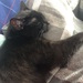 EKH Katze Louna braucht ein neues Zuhause - Bild 4