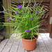 Staude Dreimasterblume lila winterhart 15 Euro - Bild 2