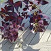 Roter Glücksklee, Oxalis triangularis - Bild 4