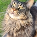Kater vermisst! - Bild 2