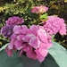 HORTENSIE rosa - Bild 2