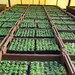 Biogärtner:in lernen mit Abschluss - Bild 5