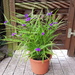 Staude Dreimasterblume lila winterhart 15 Euro - Bild 3