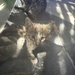 Kitten suchen neuen Dosenöffner  - Bild 3